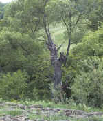 AUT_7899.jpg (66870 Byte)