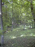 AUT_7917.jpg (87079 Byte)